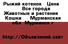 Рыжий котенок › Цена ­ 1 - Все города Животные и растения » Кошки   . Мурманская обл.,Мурманск г.
